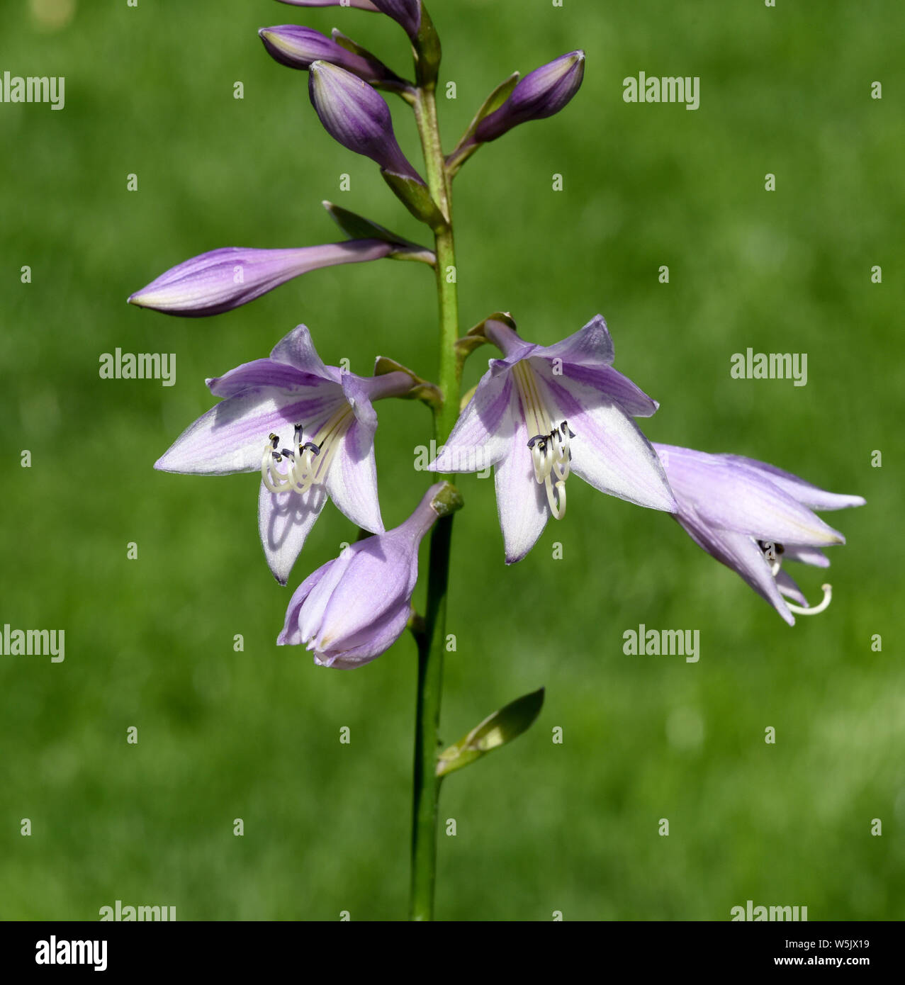 Funkie, Hosta, Bluete Foto de stock