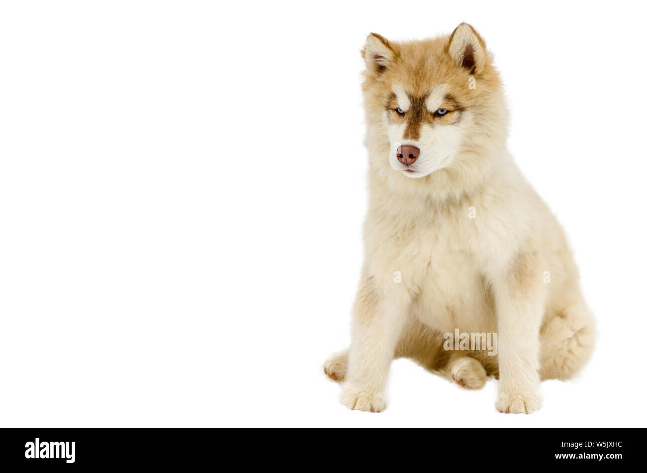 Un Cachorro De Perro De Raza Siberian Husky Con Ojos Azules Mira A Su Alrededor Chusky Raza De Cuerpo Completo De Disparo Perro Husky Tiene El Color Del Pelaje Marron Y Blanco