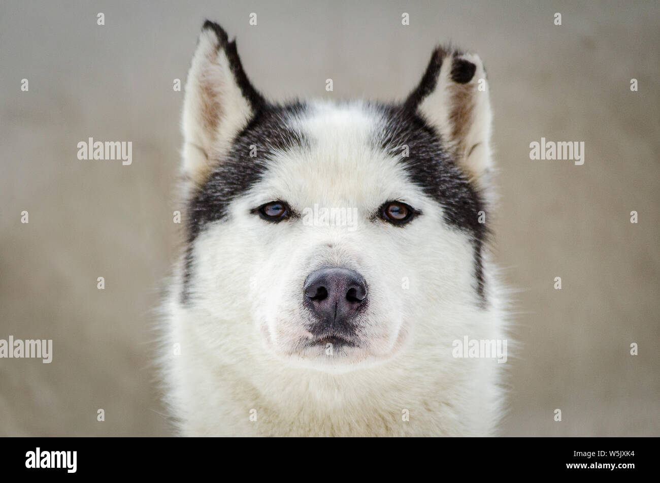 Un perro de raza Siberian Husky retrato con oreja masticada. Cerca de raza  husky cara. Perro Husky blanco y negro tiene el color del pelaje Fotografía  de stock - Alamy