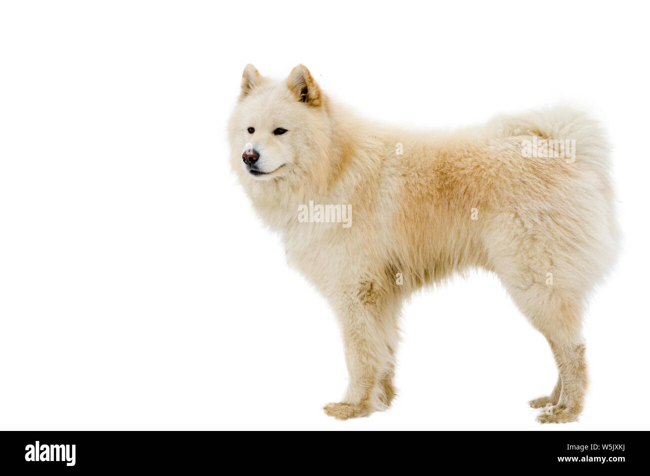 Hermoso Perro Malamute De Cuerpo Completo De Disparo Malamute Perro Tiene El Color Del Pelaje Blanco Puro Fondo Blanco Aislado Para El Diseno Fotografia De Stock Alamy Hermoso Perro Malamute De Cuerpo Completo De Disparo Malamute Perro Tiene El Color Del Pelaje Blanco Puro Fondo Blanco Aislado Para El Diseno Fotografia De Stock Alamy