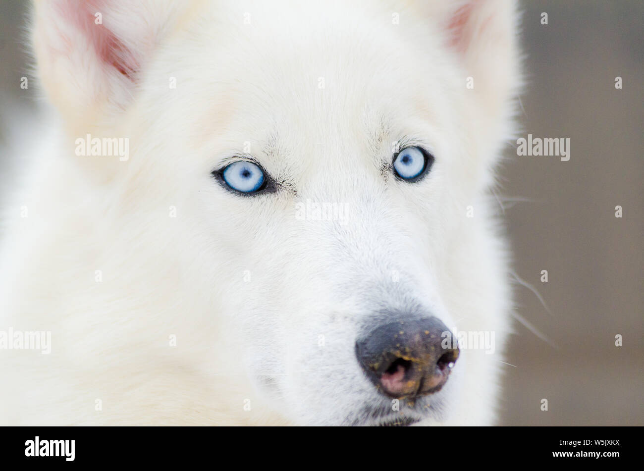 Perro Husky Siberiano Blanco Puro Con Ojos Azules De Cierre Vertical Fotografia De Stock Alamy