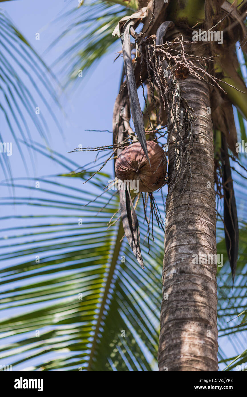 En Panamá Coconuttree Kokosnusspalme Foto de stock