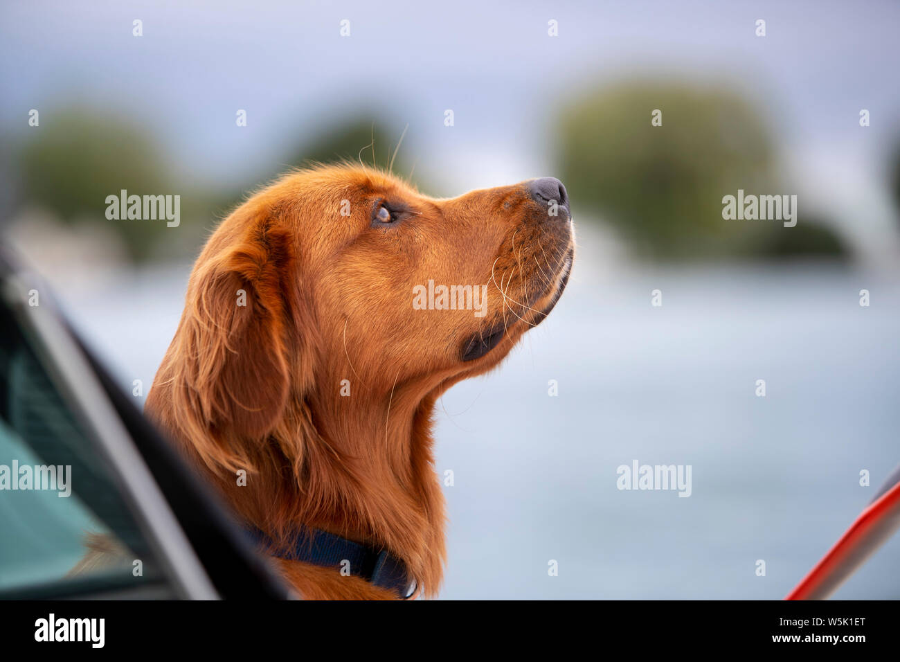 Un golden retriever perro mirando hacia arriba. Foto de stock