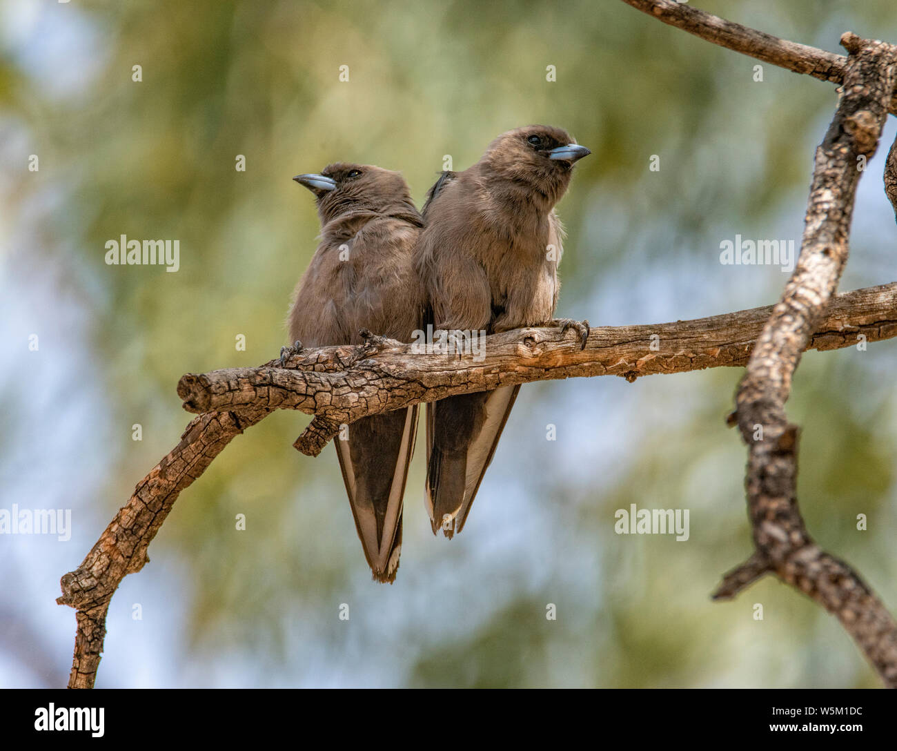 Un par de madera oscuras golondrinas snuggling el uno contra el otro mientras posado en una rama Foto de stock