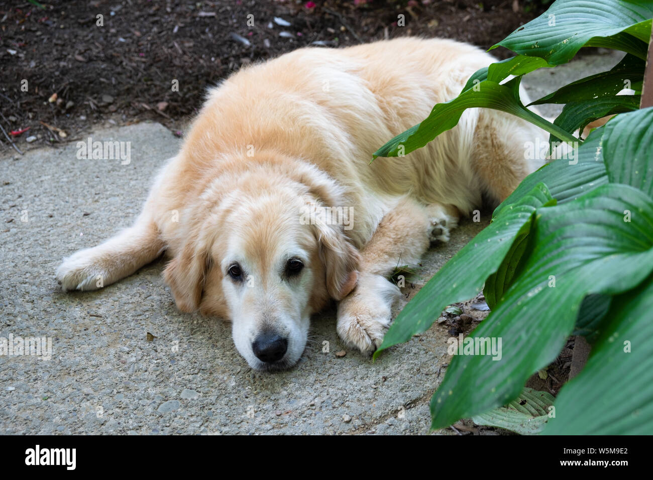 Un retrato de un perro golden retriever maduro Foto de stock