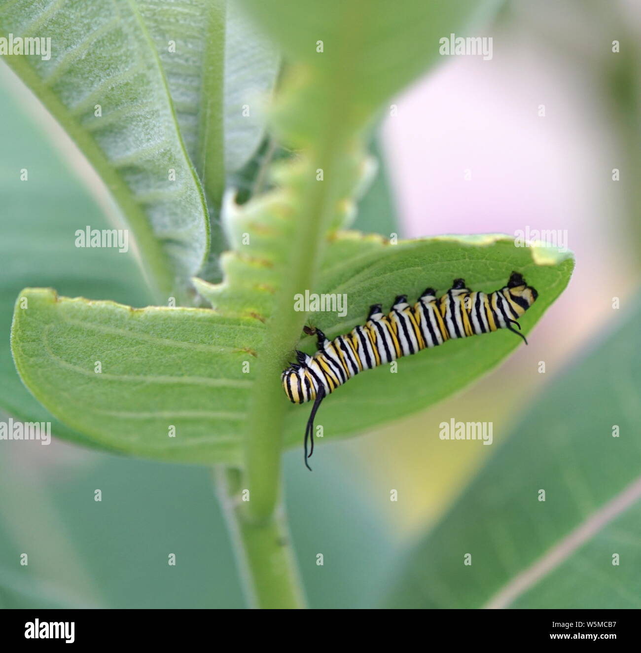 La oruga de la mariposa monarca en una hoja Foto de stock
