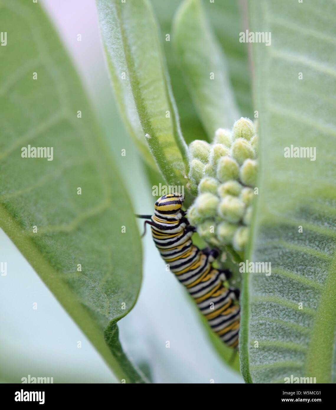 La oruga de la mariposa monarca en una hoja Foto de stock