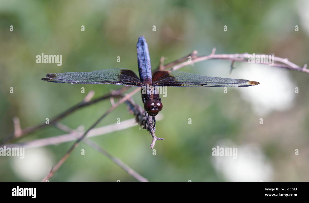 Alforjas negro dragonfly en sucursales Foto de stock
