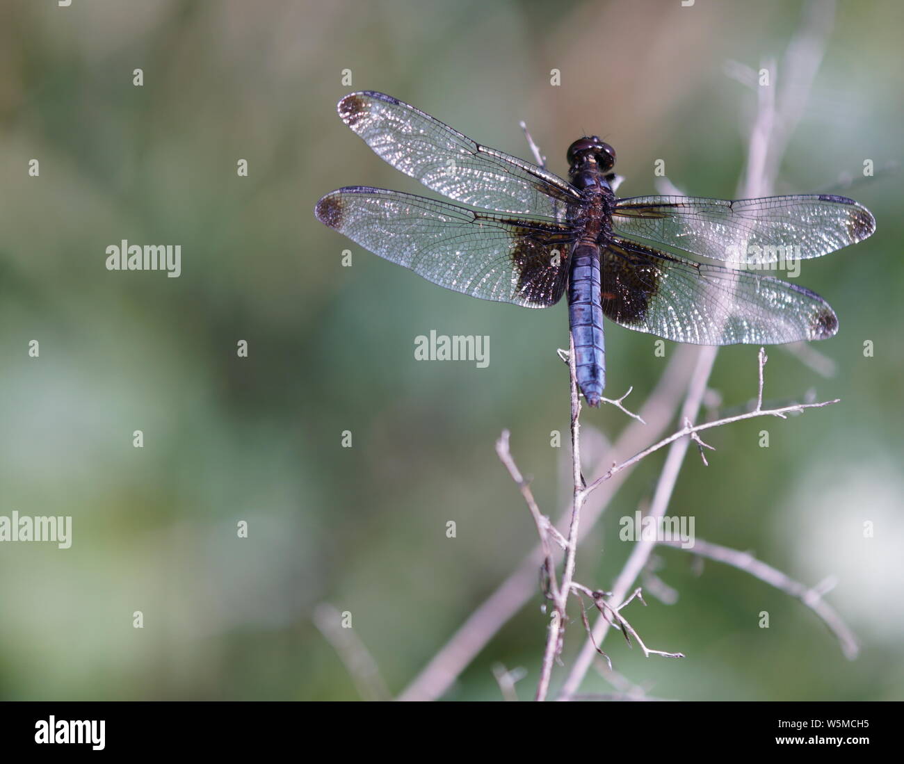 Alforjas negro dragonfly en sucursales Foto de stock