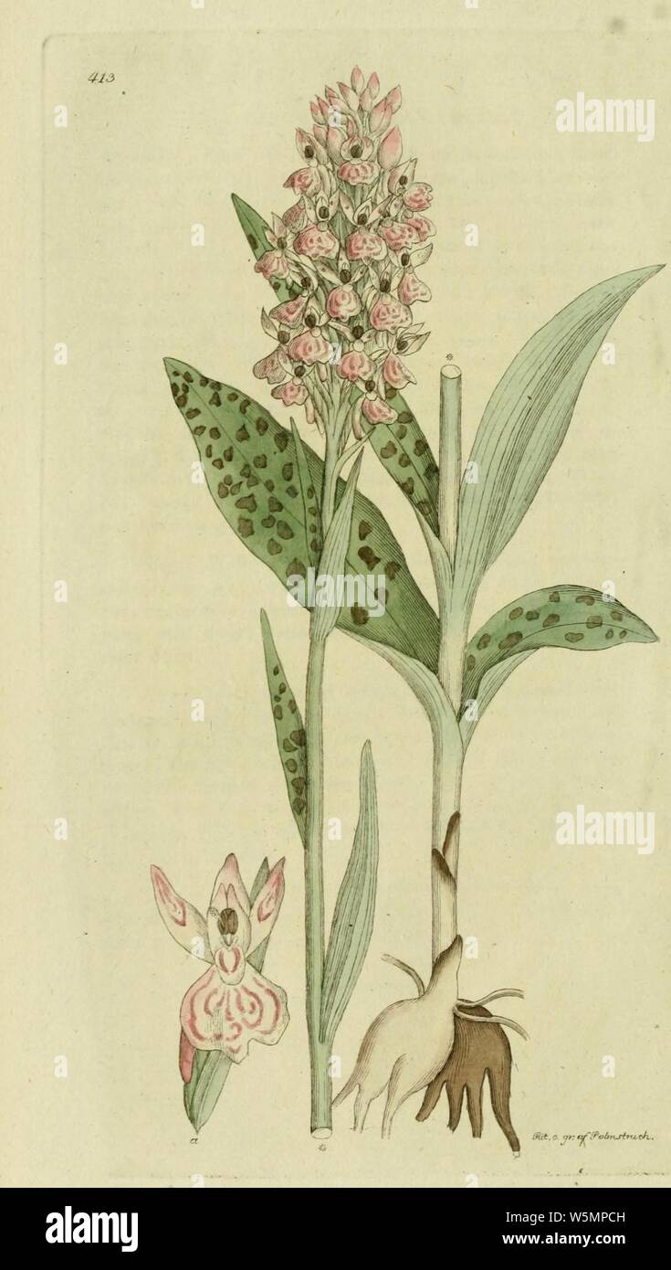 Dactylorhiza maculata - Svensk botanik - vol. 6 - t. 413. Foto de stock