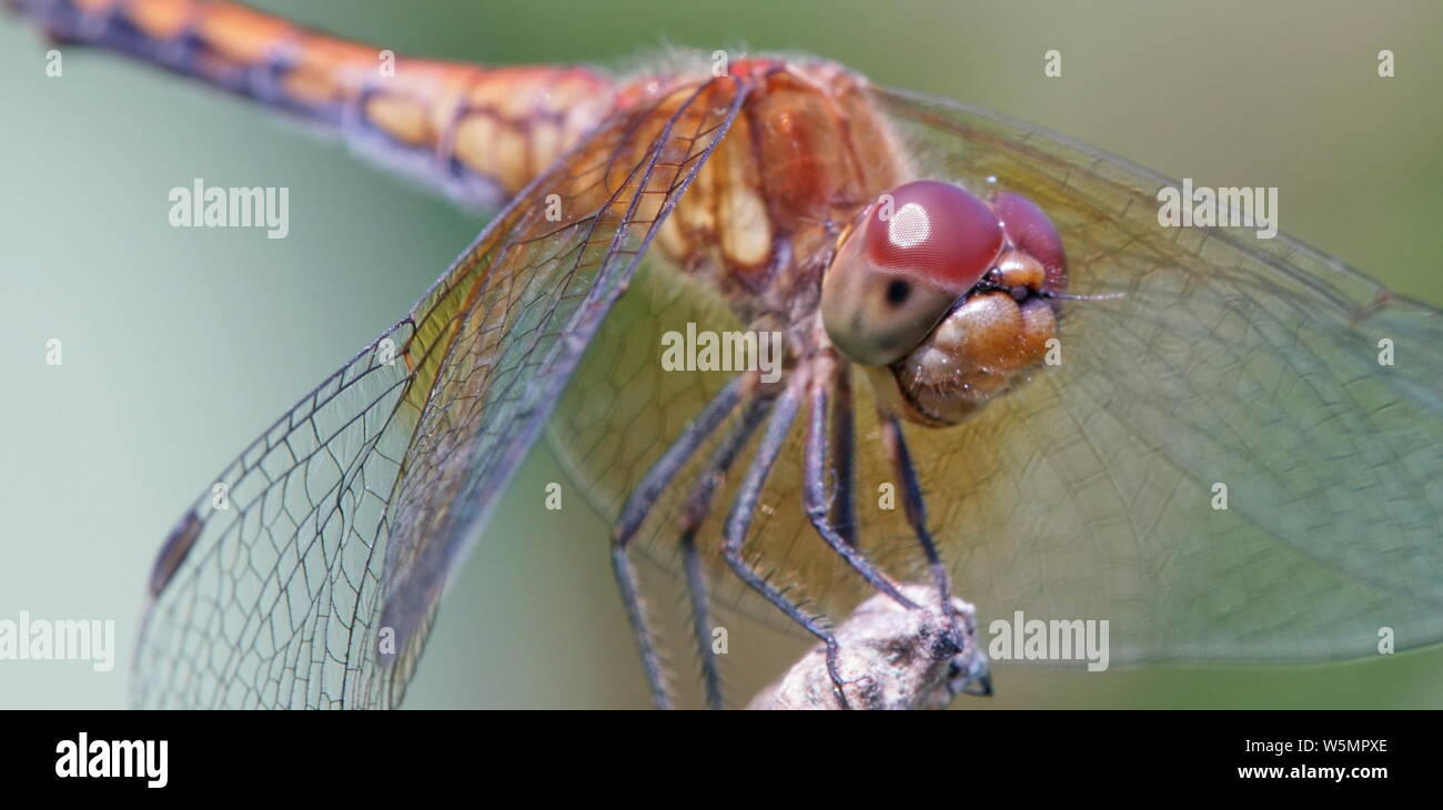 Dragonfly en sucursales Foto de stock