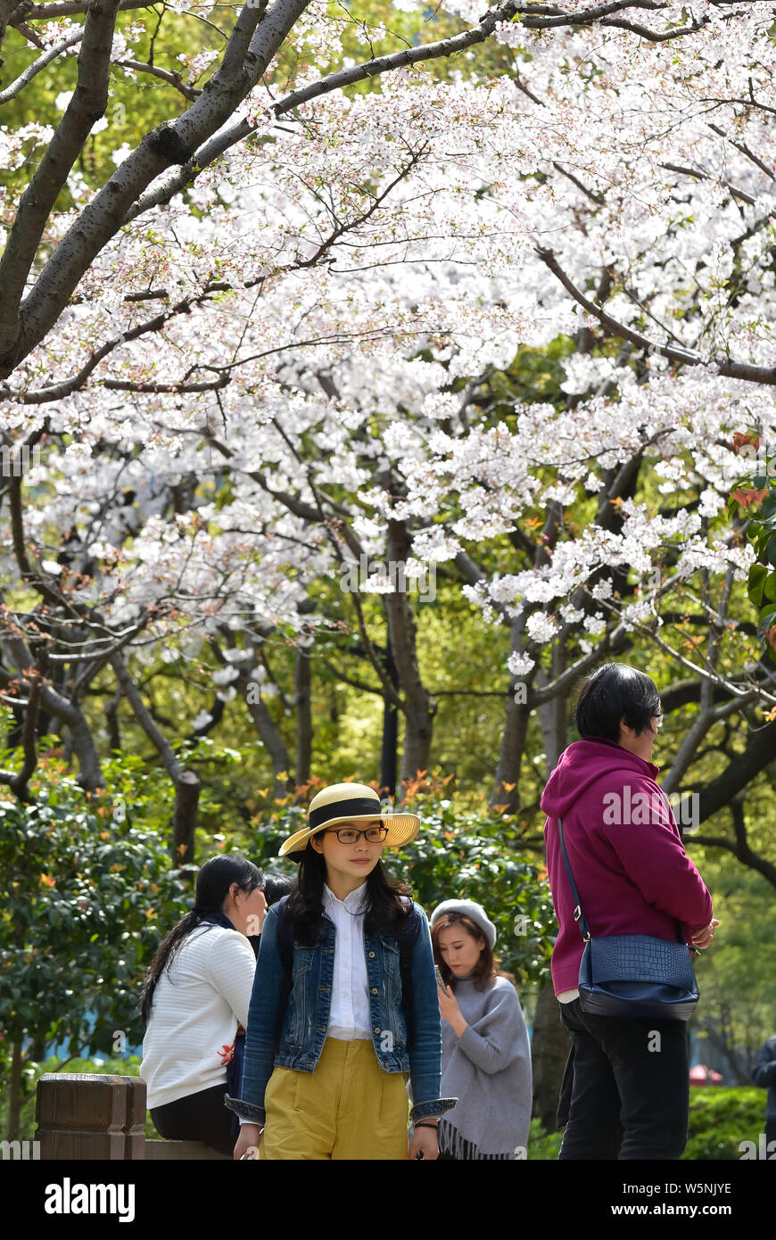 Los residentes locales chinos ver cerezos en flor en el distrito financiero de Lujiazui en Pudong, Shanghai, China, 31 de marzo de 2019. Foto de stock