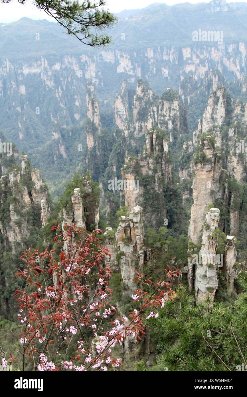 Paisaje del Parque Forestal Nacional de Zhangjiajie, un verdadero mundo de  Pandora de Avatar, en Zhangjiajie
