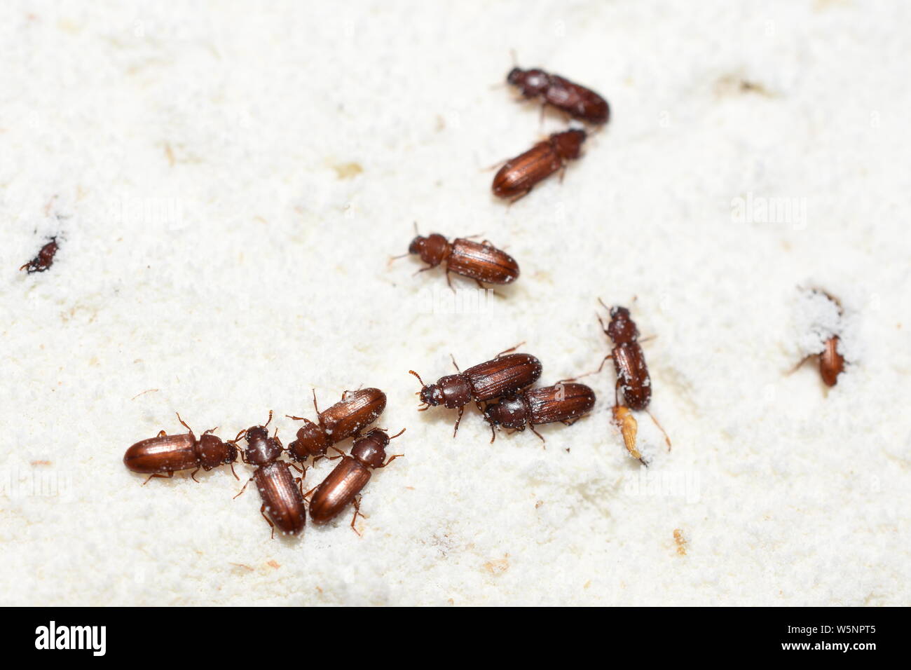 La plaga alimentaria confundió el escarabajo de harina Tribolium confusum en harina de trigo Foto de stock