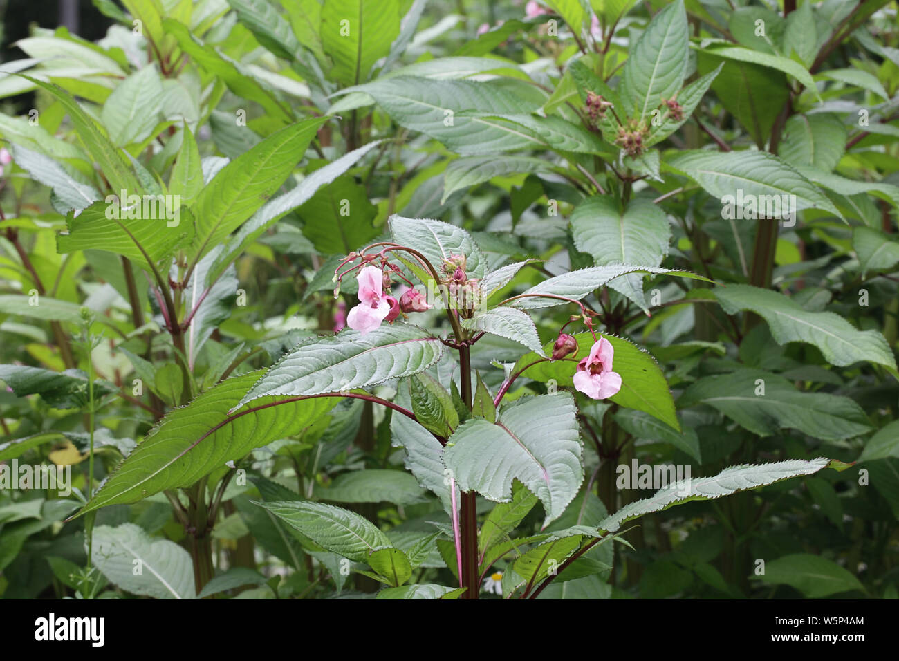 Impatiens glandulifera, conocido como bálsamo del Himalaya, una planta muy invasora perjudicial Foto de stock
