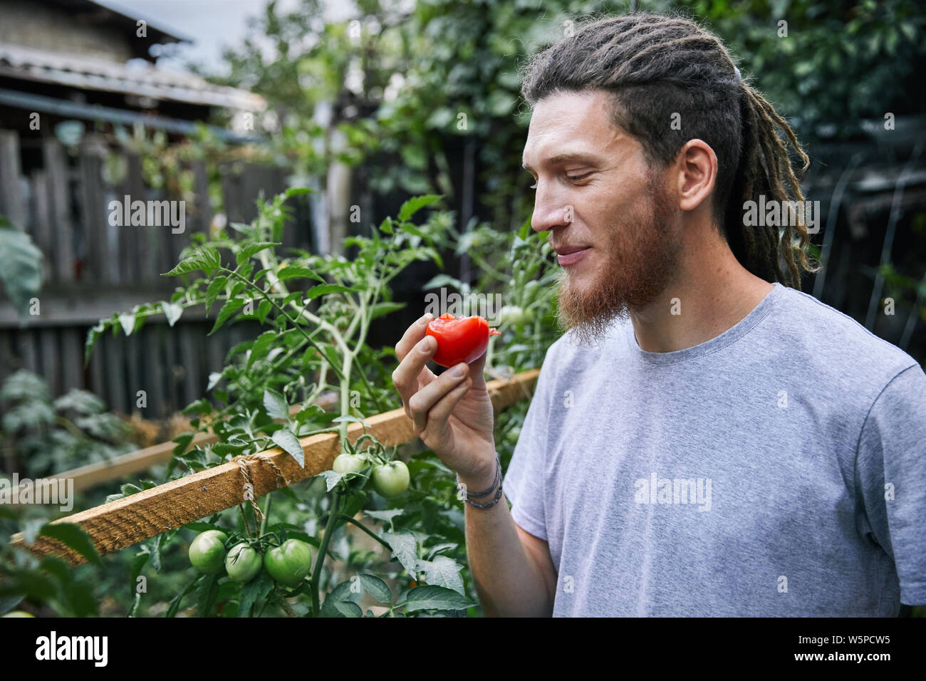 Agricultor barbudo con dreadlocks comer tomate fresco de su invernadero Foto de stock