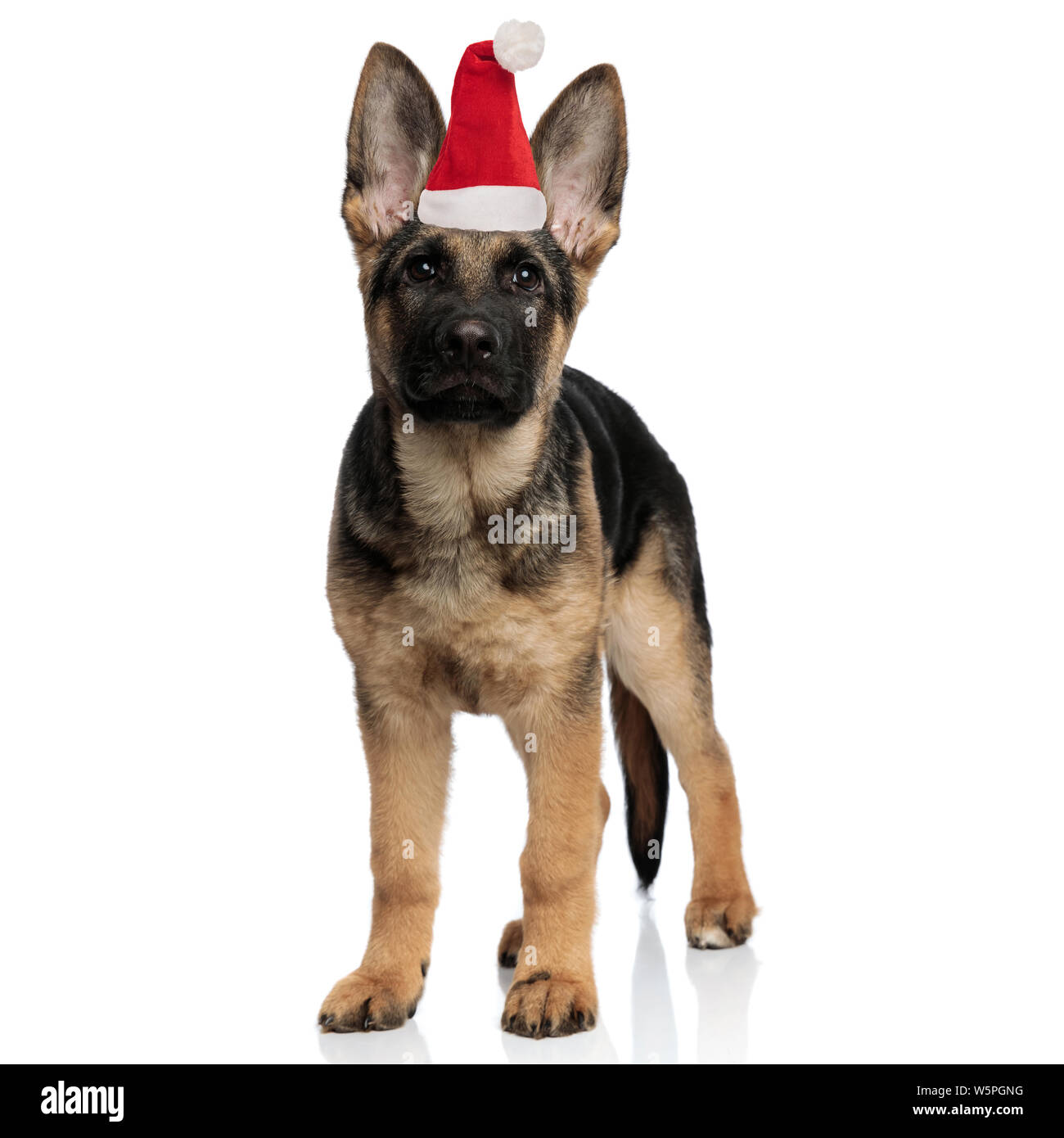 Pequeño y lindo cachorro pastor alemán vistiendo gorro de Papá Noel de pie  sobre fondo blanco Fotografía de stock - Alamy