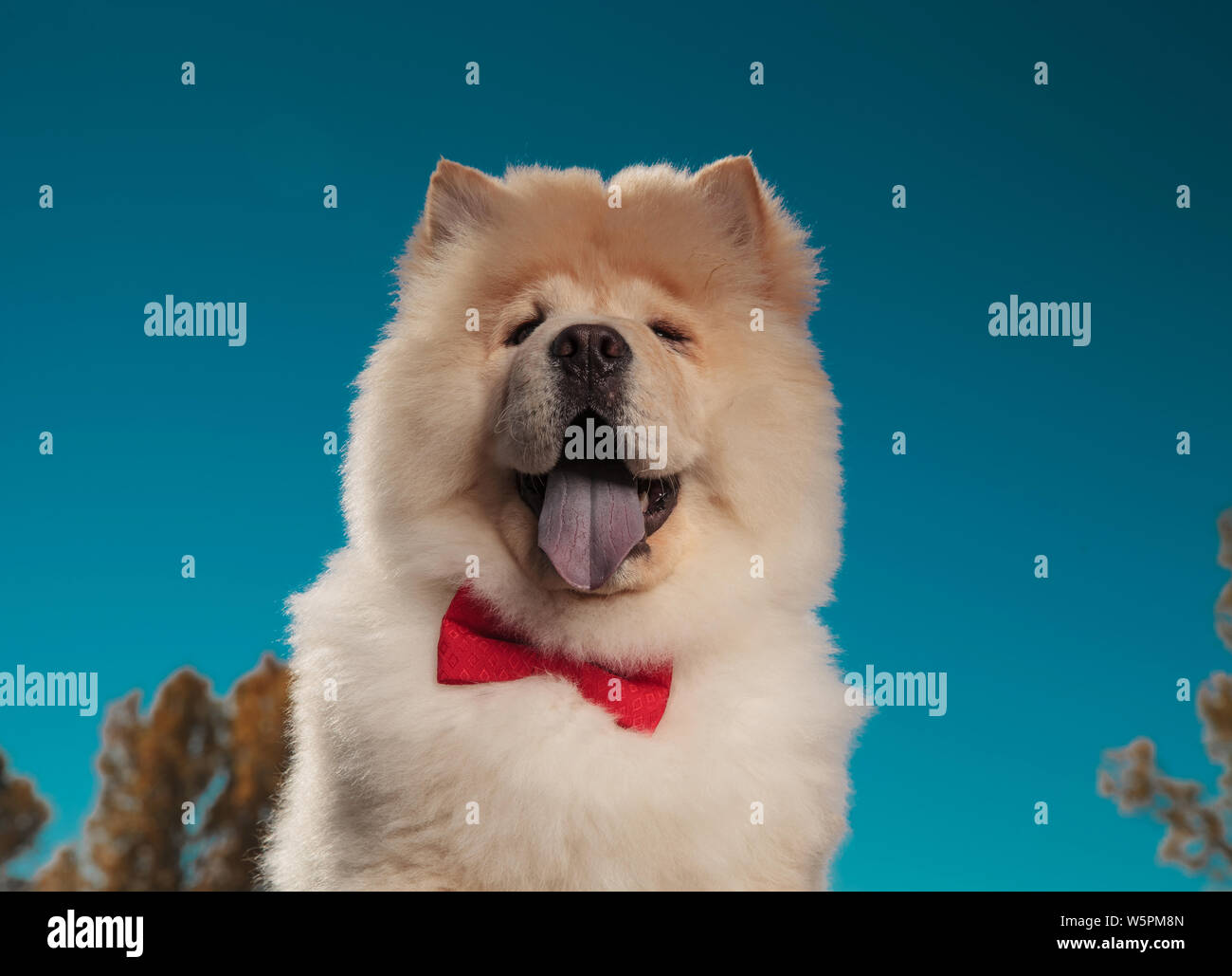 Retrato de un adorable cachorro Chow chow luciendo pajarita y mirando a la  cámara, imagen exterior Fotografía de stock - Alamy
