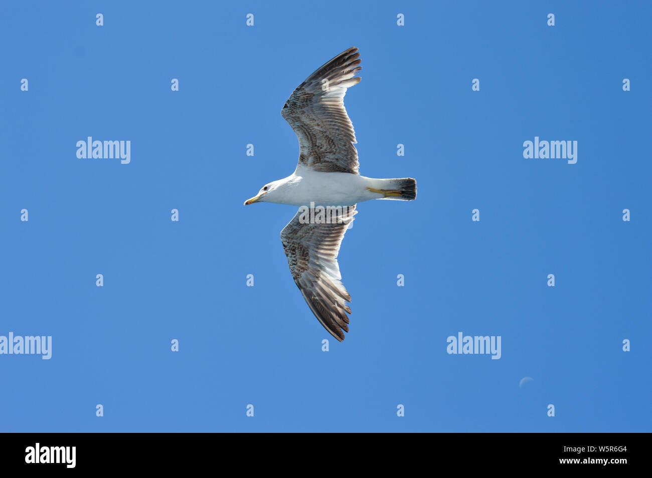 Gaviota volando en el cielo azul claro fundamento Foto de stock