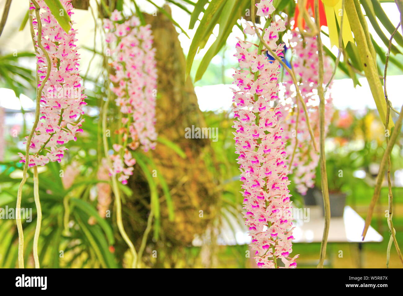 Las orquídeas naturales en Tailandia Fotografía de stock - Alamy