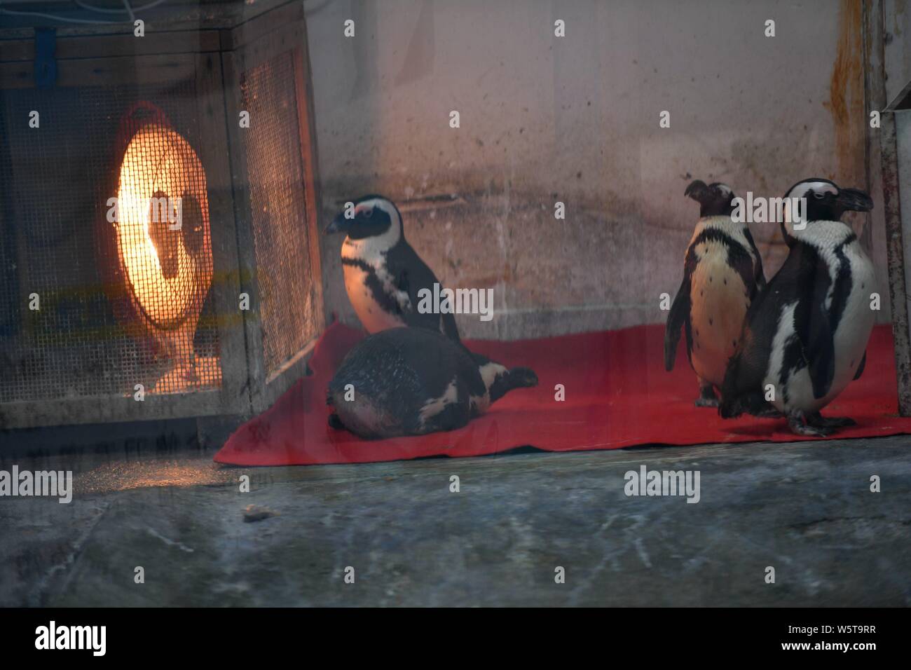 Un calefactor eléctrico está situado en el recinto de los pingüinos para  calentar africano de pingüinos en el Zoo de Chengdu en la ciudad de  Chengdu, en el suroeste de Sichuan China