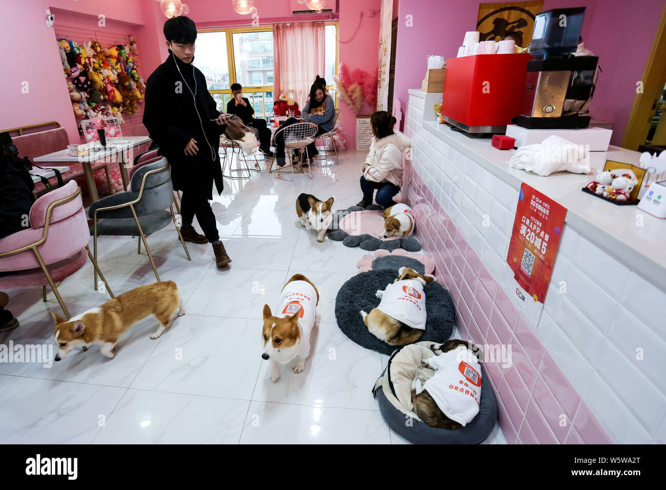 Los clientes interactúan con corgis con códigos QR a través de la app móvil de Alibaba está en línea a fuera de línea (O2O) en la plataforma de servicio de pago online y Koubei servic Foto de stock