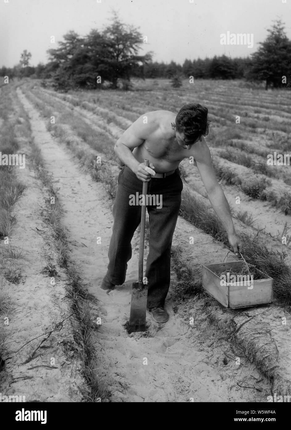 Hoyo plantar Imágenes de stock en blanco y negro - Alamy