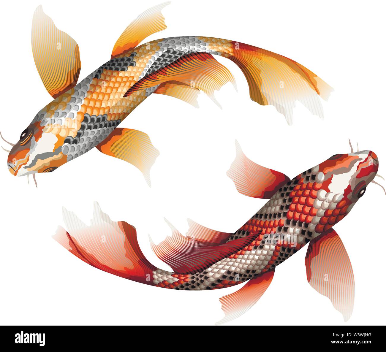 demoler En particular patrocinado Las carpas koi, peces japoneses tradicional y colorida ilustración  vectorial detallado Imagen Vector de stock - Alamy