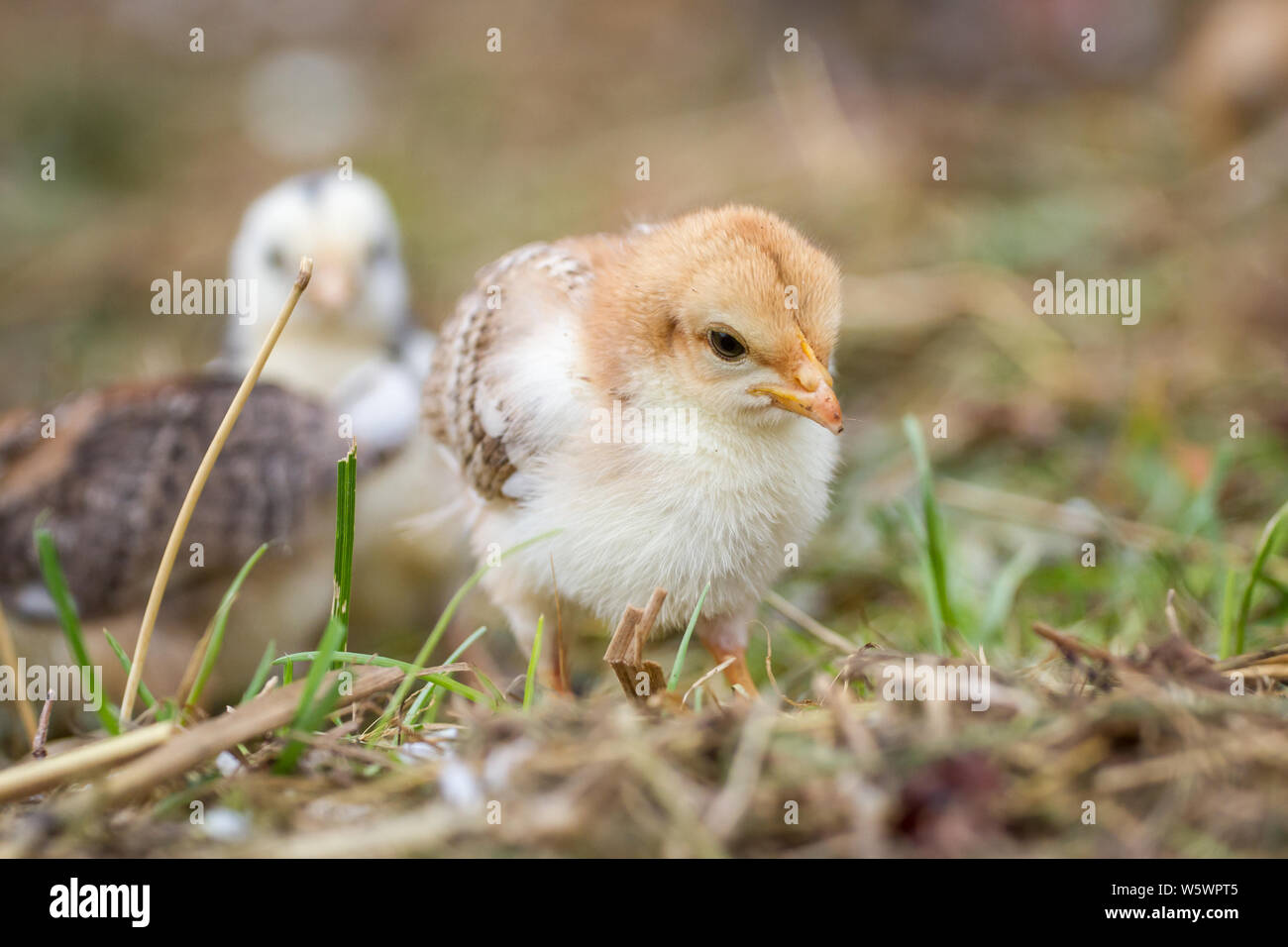 / Stoapiperl Steinhendl polluelos, una raza de pollo críticamente amenazadas de Austria Foto de stock