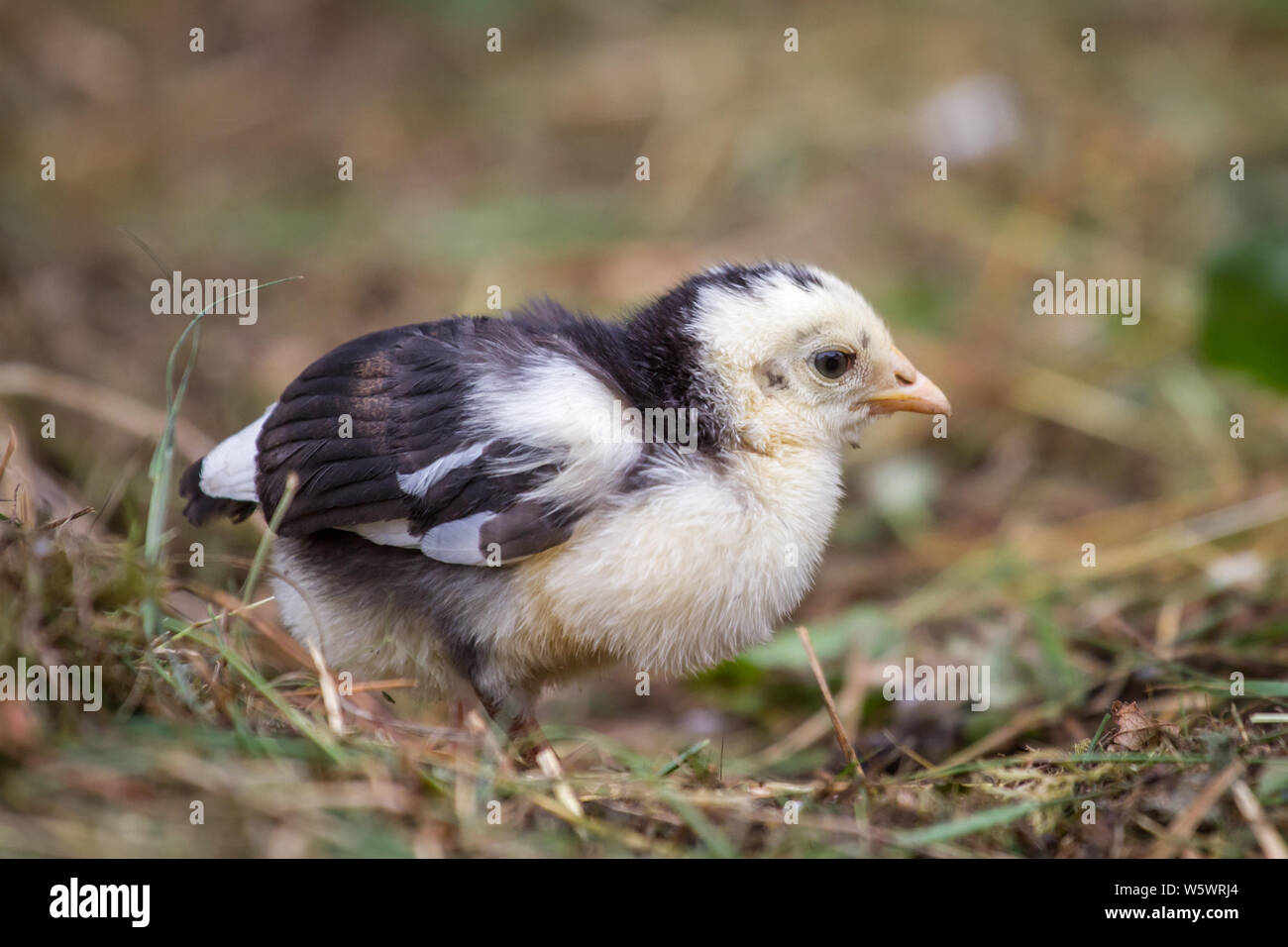 / Stoapiperl Steinhendl incipiente, una raza de pollo críticamente amenazadas de Austria Foto de stock