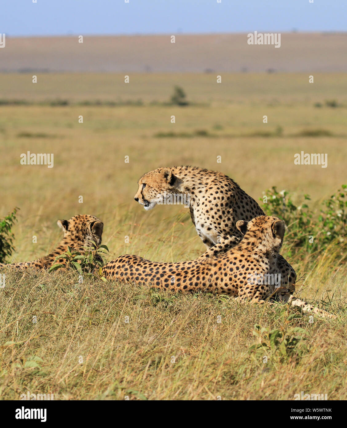 Guepardo guepardo Acinonyx jubatus, tres, perfil de superficie lateral. Espacio de copia de fotos verticales. Reserv Masai Mara, Kenya, Africa. Safari Aventura Foto de stock