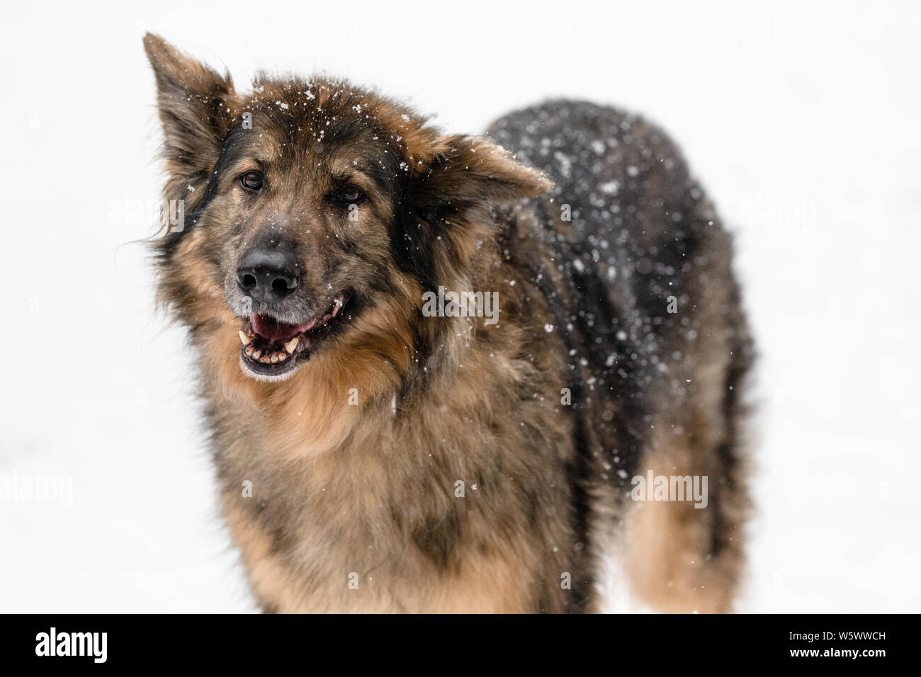 Un perro Pastor Alemán posa para un retrato mientras cubierto de nieve Foto de stock