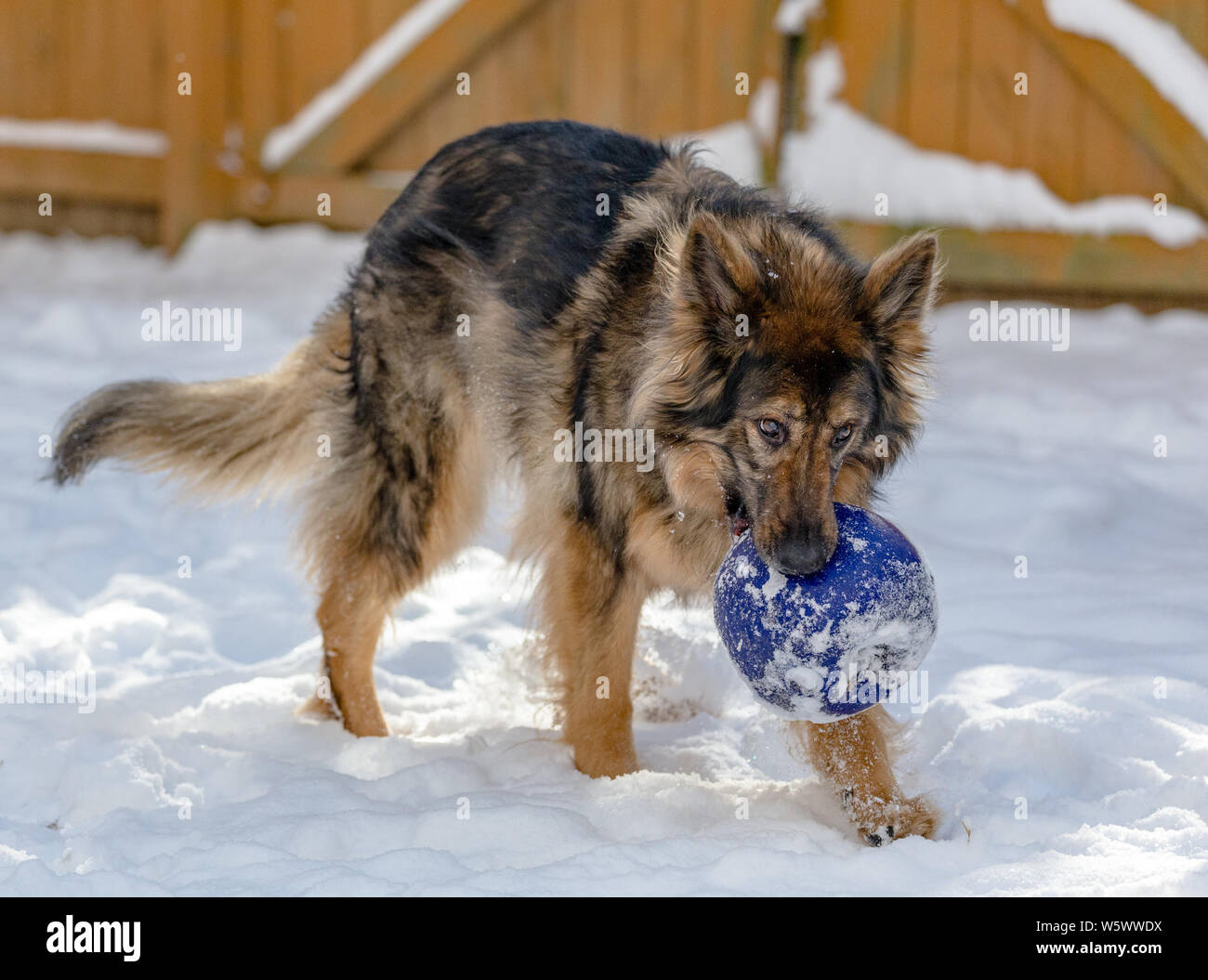 Un perro Pastor Alemán juega con una gran bola azul en la nieve. Foto de stock