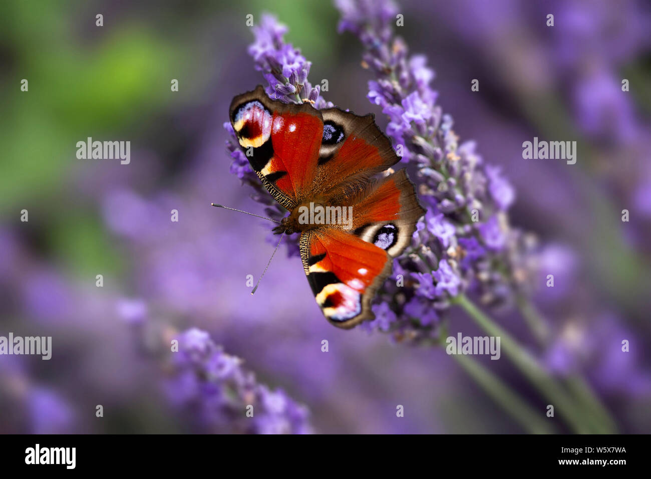 Aglais io, nombre común mariposa pavo real, flores de lavanda Foto de stock