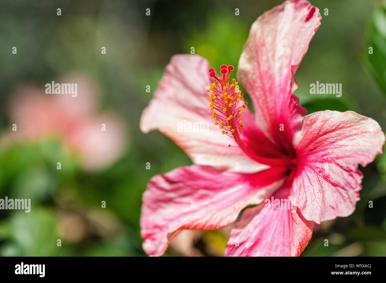Flor roja, Hibiscus rosa sinensis close-up Foto de stock