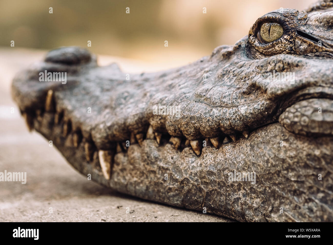 Cerca de la cabeza de un cocodrilo con dientes de miedo y ojo de reptil. Foto de stock
