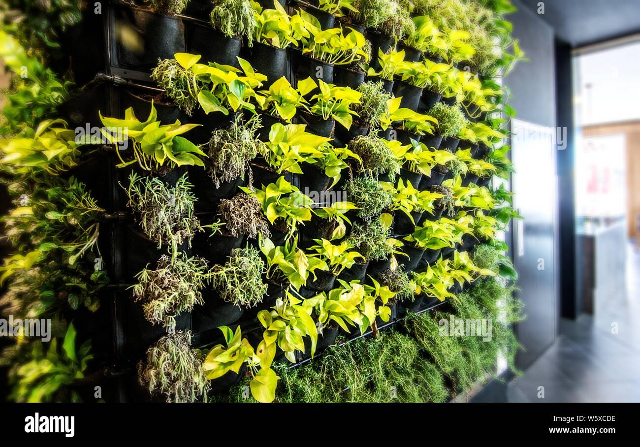 Viviendo pared verde, jardín vertical interior en un moderno restaurante. Foto de stock