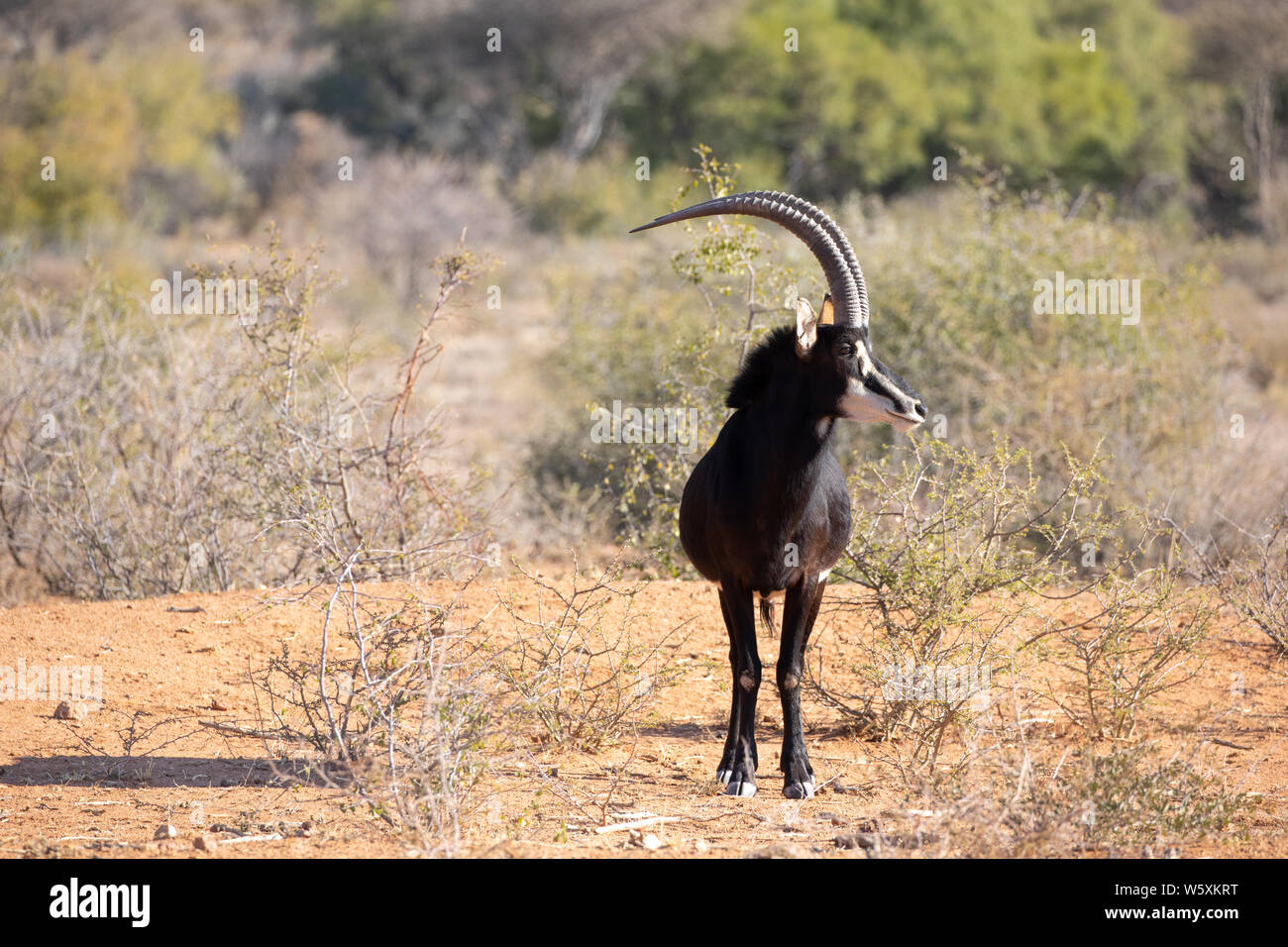 Retrato de un raro antílope sable masculino (Hippotragus niger). El Okonjima, Namibia. Foto de stock