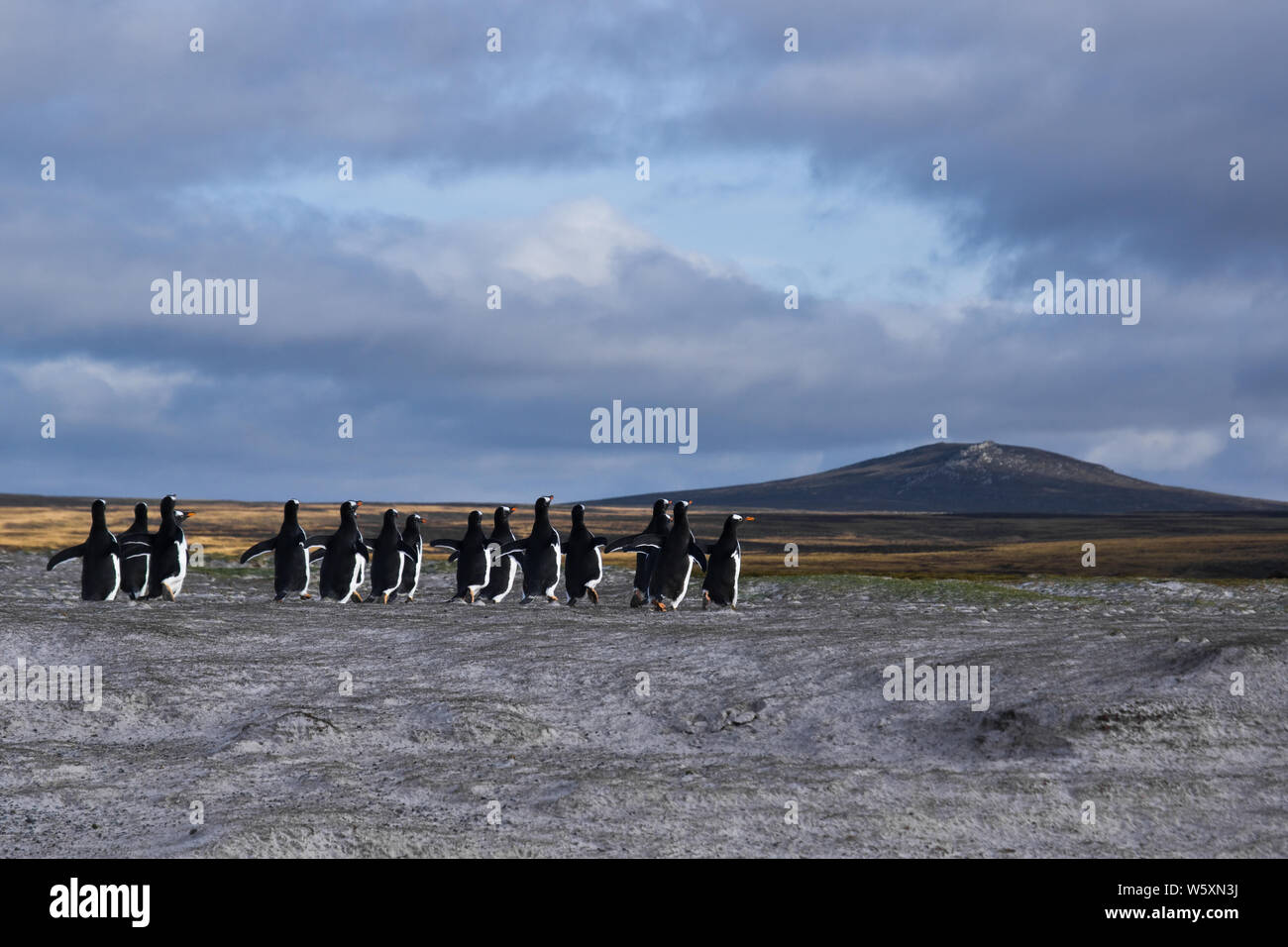 Pingüinos Gentoo funcionando a punto de voluntariado, East Falkland Foto de stock