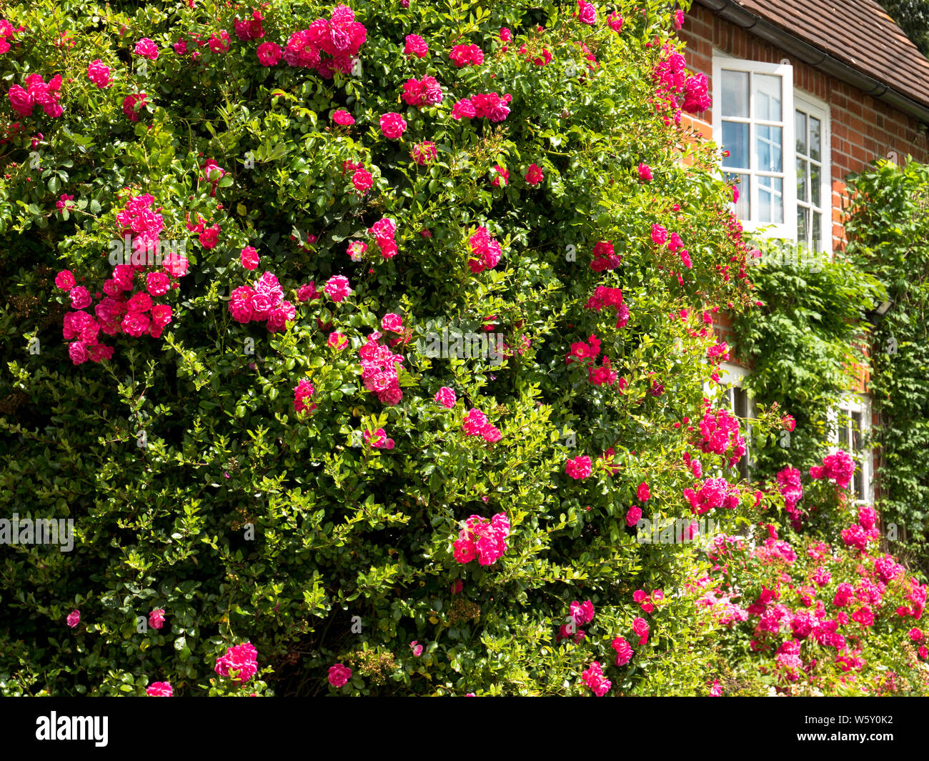 Casa rural con rosas, colinas de Chiltern AONB, Aldworth Village, Berkshire, Inglaterra, Reino Unido, GB. Foto de stock