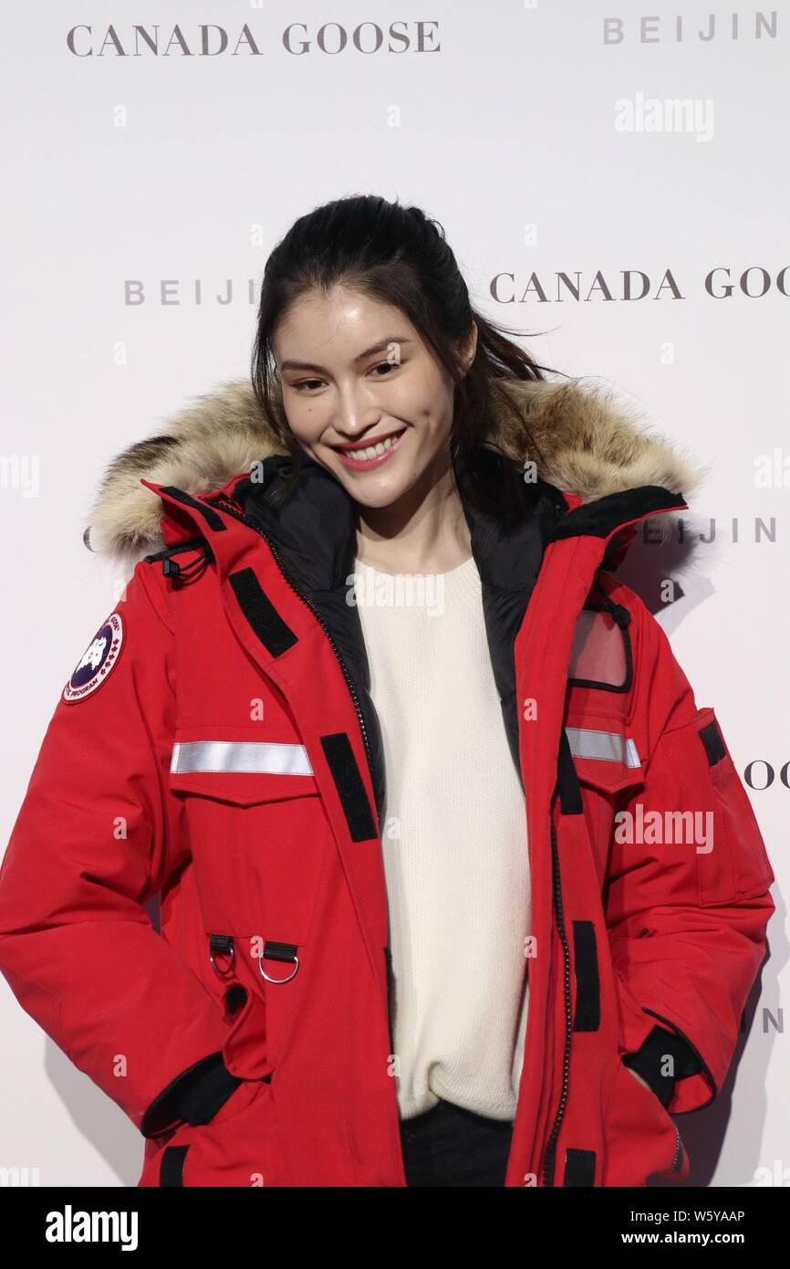 Canada goose arctic program fotograf as e im genes de alta