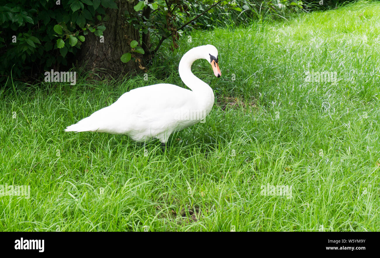 Cisne blanco Foto de stock