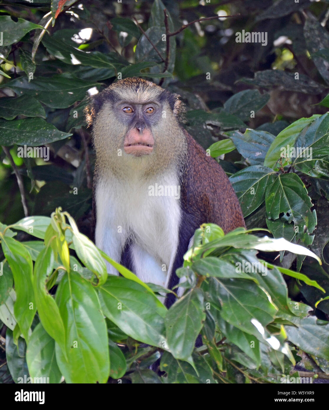 Vista frontal de una granada mona mono (Cercopithecus mona) sentada en un  árbol de color verde oscuro con ojos de color marrón claro, una máscara  negra, hocico rosado cremoso, bea Fotografía de