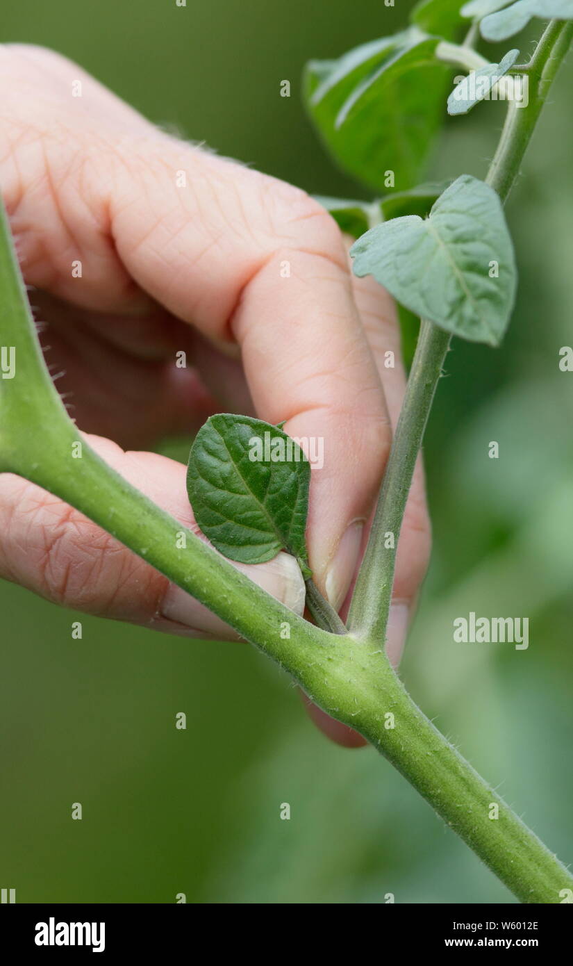 Solanum lycopersicum 'Sweet millones". Extracción de brotes laterales en una planta de tomate con la mano en el mes de junio. UK Foto de stock