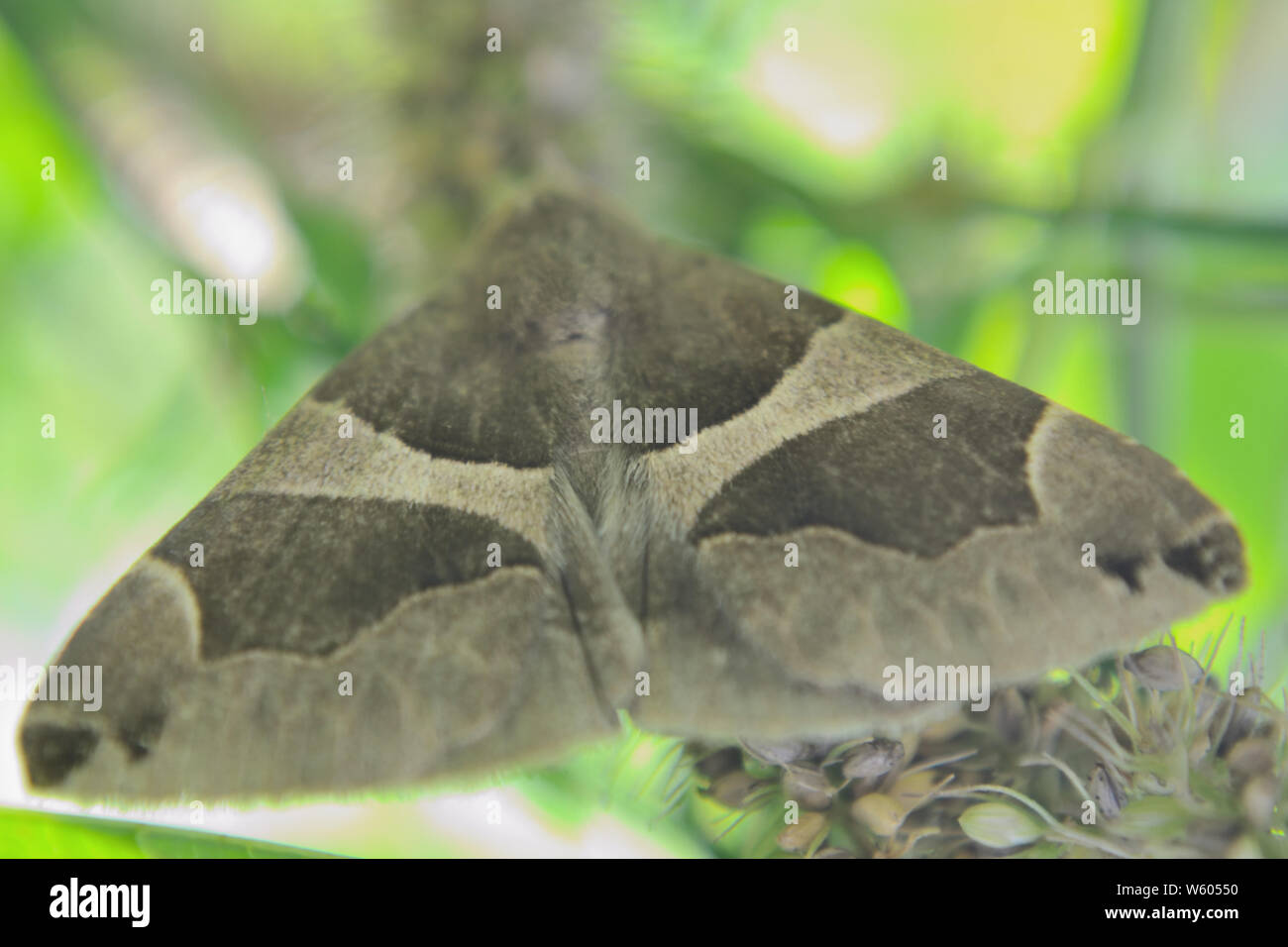 Lepidoptera con dos tonos grises en el césped, polilla o mariposa Foto de stock
