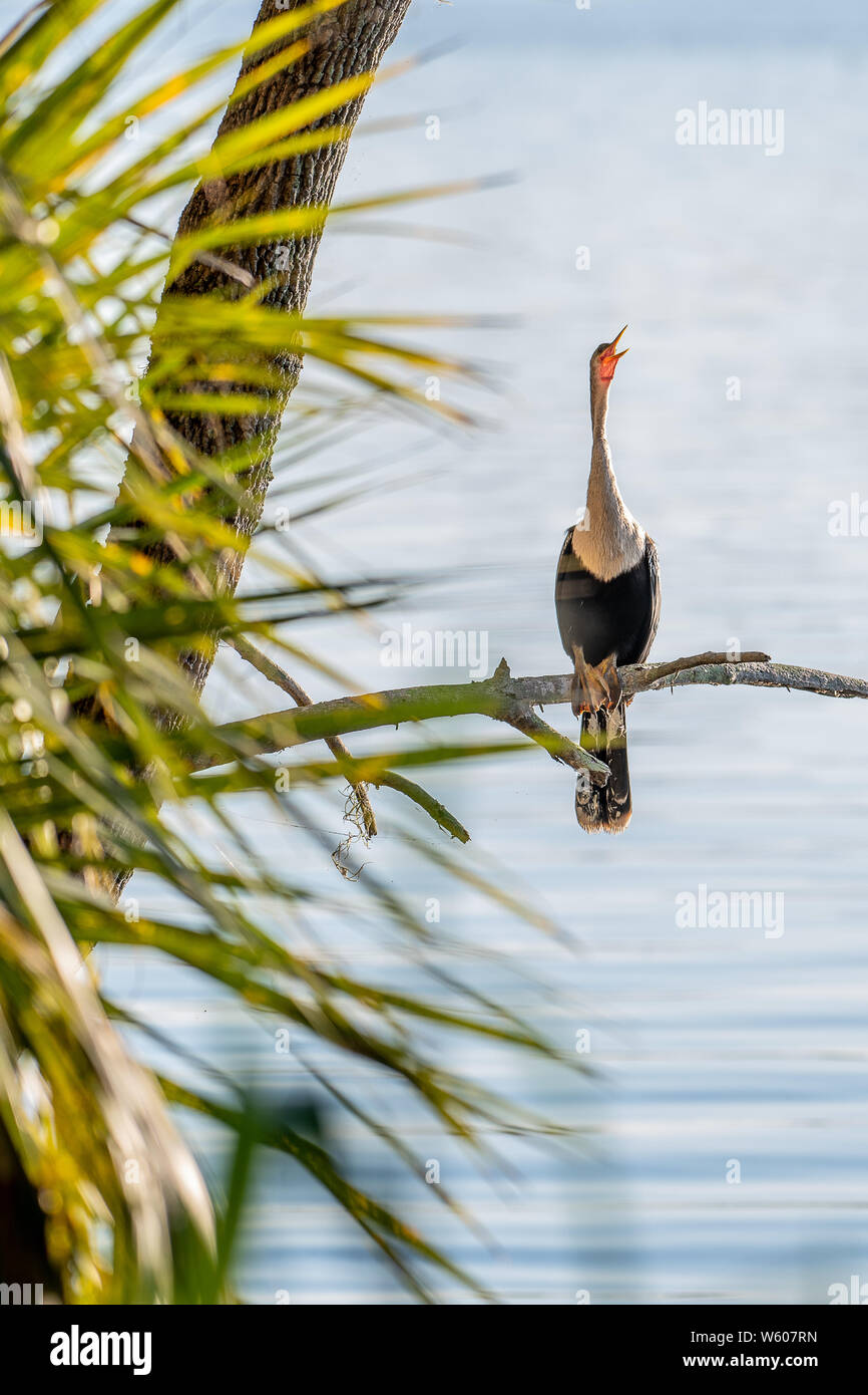 Snake bird (anhinga) está encaramado en una rama en su hábitat natural en Florida Foto de stock