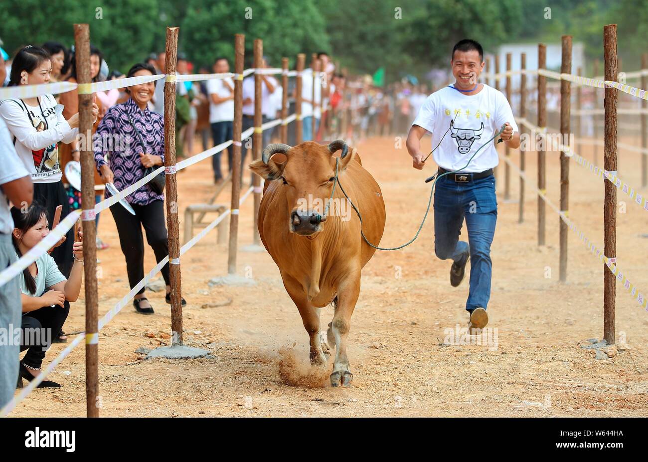 Un campesino chino es liderado por su vaca como tomar parte en una competición durante un 'festival' de ganado en la aldea, Jinxian Baiwei County, Nanchang city, East Chi Foto de stock