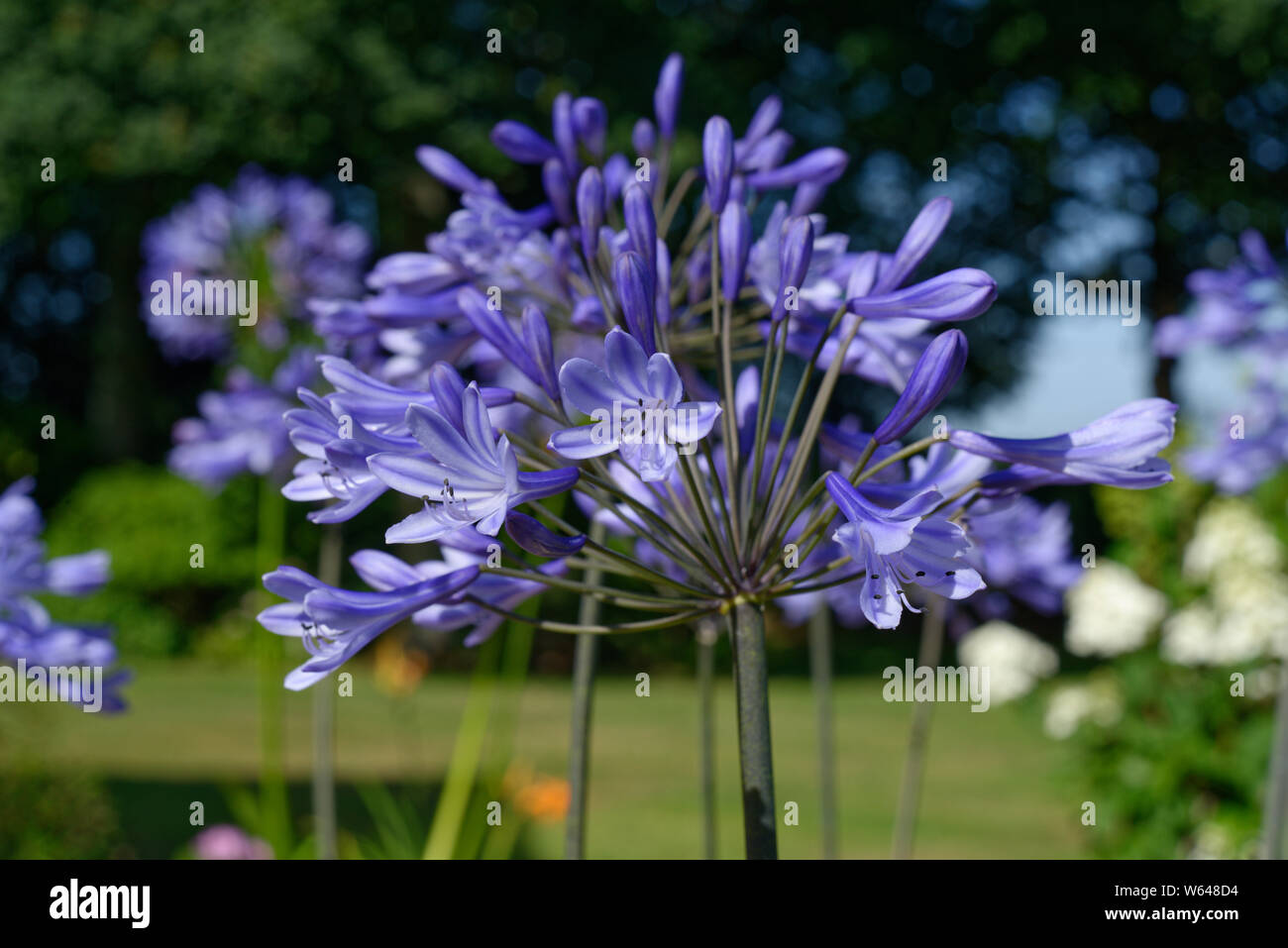 Flor de agapanto del amor fotografías e imágenes de alta resolución -  Página 2 - Alamy