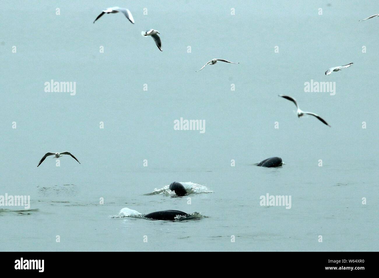 Vista del Río Yangtze finless amenazadas las marsopas en el lago Poyang, el lago de agua dulce más grande de China, en la ciudad de Jiujiang, provincia de Jiangxi de China oriental, el 8 de mayo 2 Foto de stock