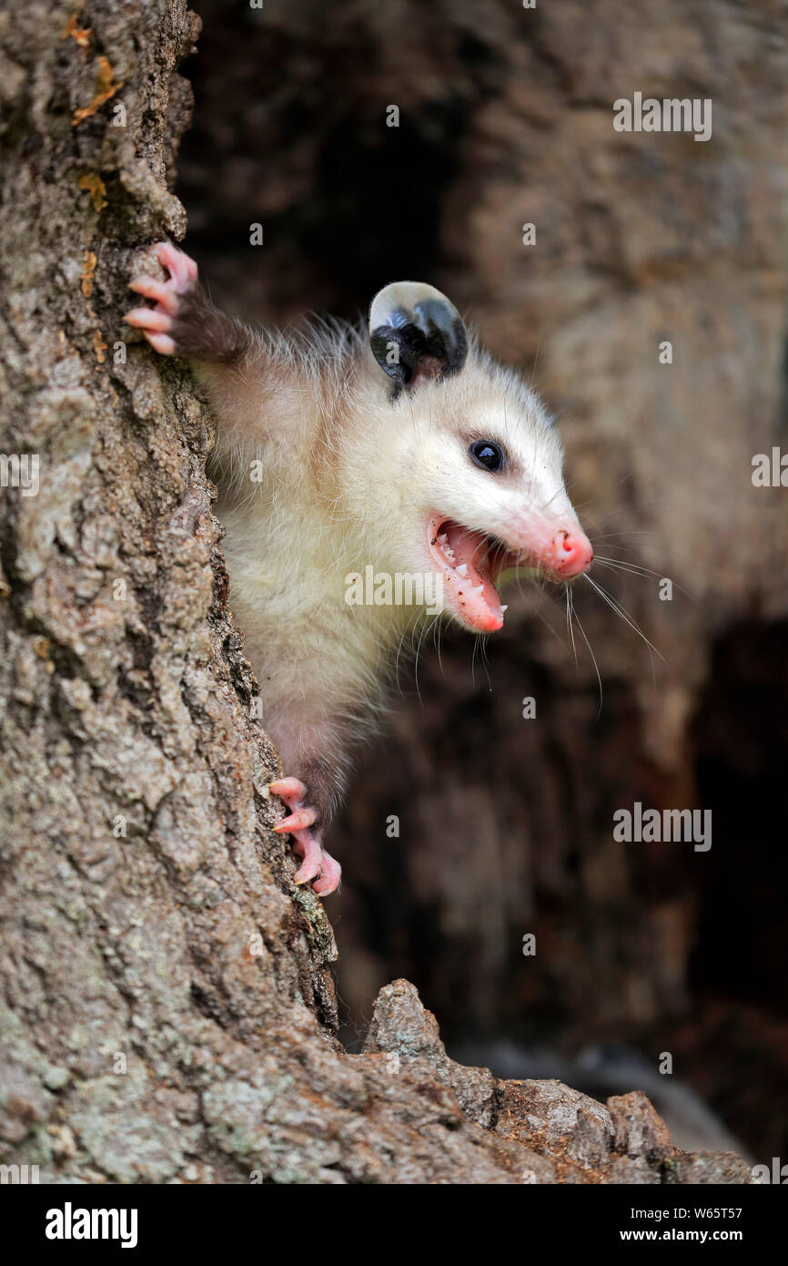 Virginia opossum, North American zarigüeya, jóvenes, Pine County, Minnesota, EE.UU., América del Norte, (Didelphis virginiana) Foto de stock